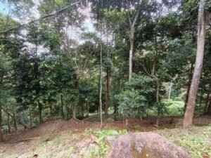 Sungai Ara Land For Sale | 1.032 Acres · Freehold — property photo