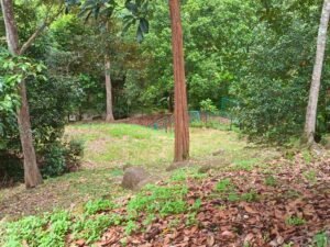 Sungai Ara Land For Sale | 1.032 Acres · Freehold — property photo