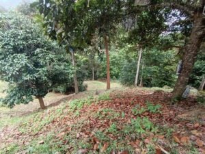 Sungai Ara Land For Sale | 1.032 Acres · Freehold — property photo