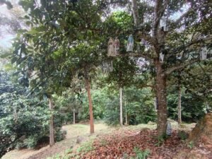 Sungai Ara Land For Sale | 1.032 Acres · Freehold — property photo