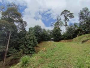 Sungai Ara Land For Sale | 1.032 Acres · Freehold — property photo