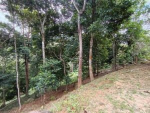 Sungai Ara Land For Sale | 1.032 Acres · Freehold — property photo